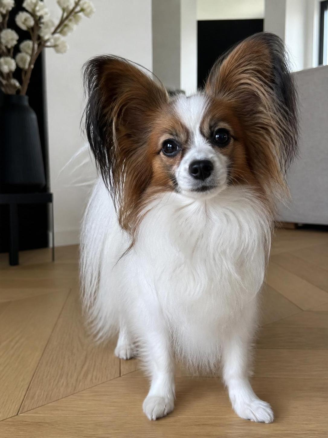 découvrez le caractère de l'épagneul nain continental, son prix et nos conseils pratiques pour bien élever ce chien affectueux et élégant.