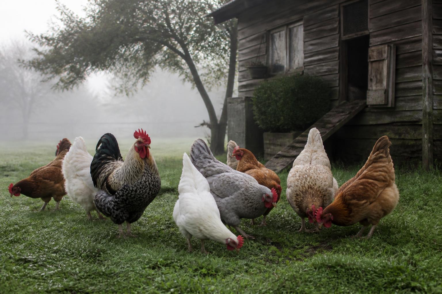 découvrez notre avis complet sur granuplume, son mode d'emploi et la composition détaillée de ce complément alimentaire pour oiseaux afin d'assurer leur santé et leur bien-être.