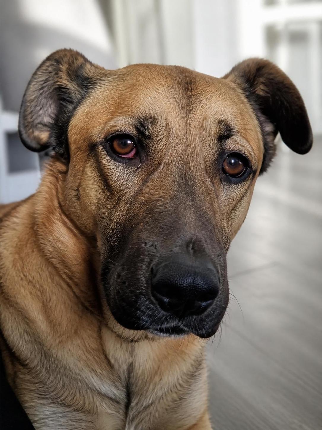 découvrez les symptômes, causes et traitements efficaces de l'orgelet chez le chien pour assurer la santé et le confort de votre compagnon.