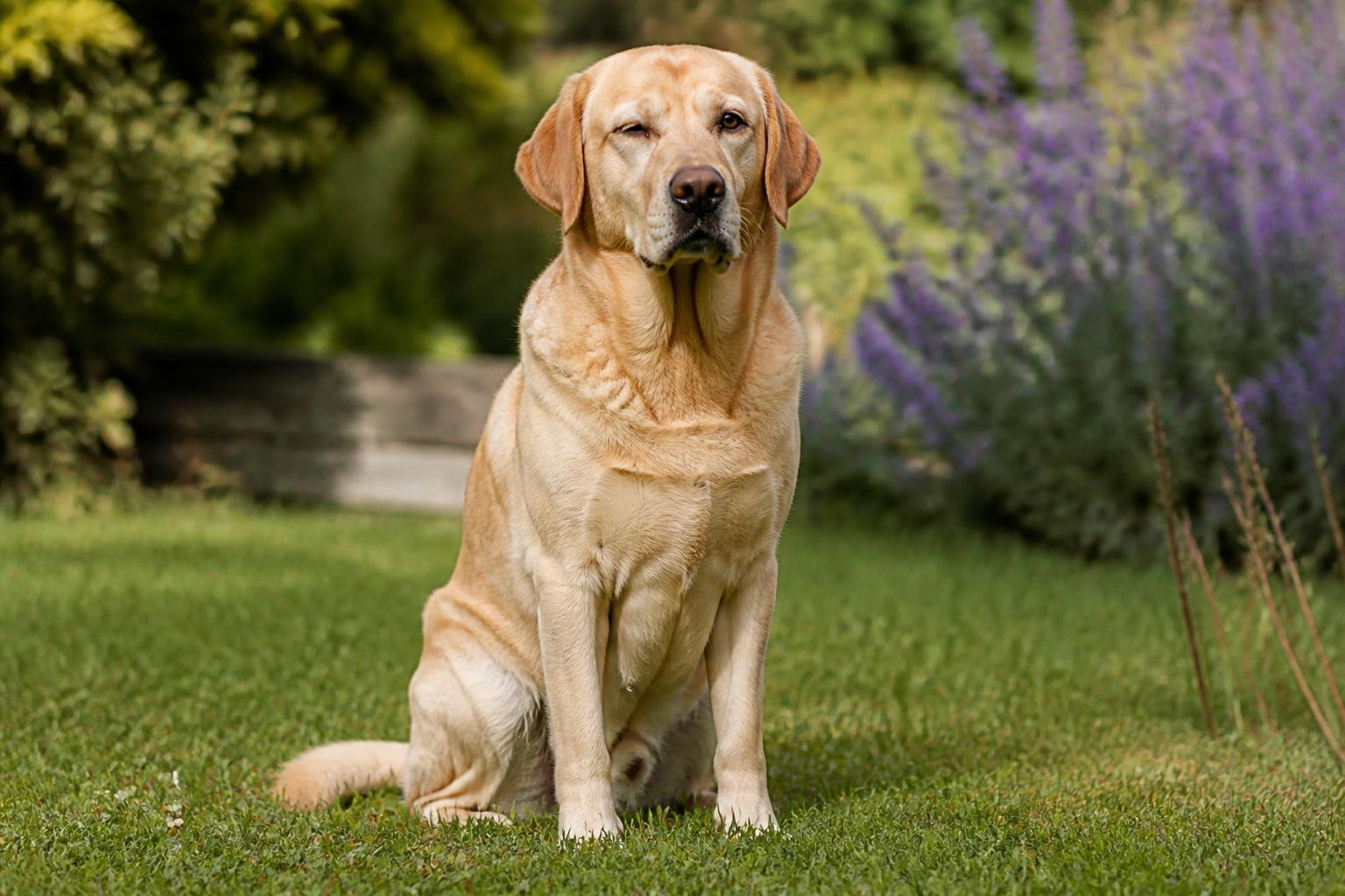 découvrez les symptômes, causes et traitements efficaces de l'orgelet chez le chien, une infection oculaire courante. apprenez à reconnaître et à soigner rapidement cette affection pour le bien-être de votre compagnon.