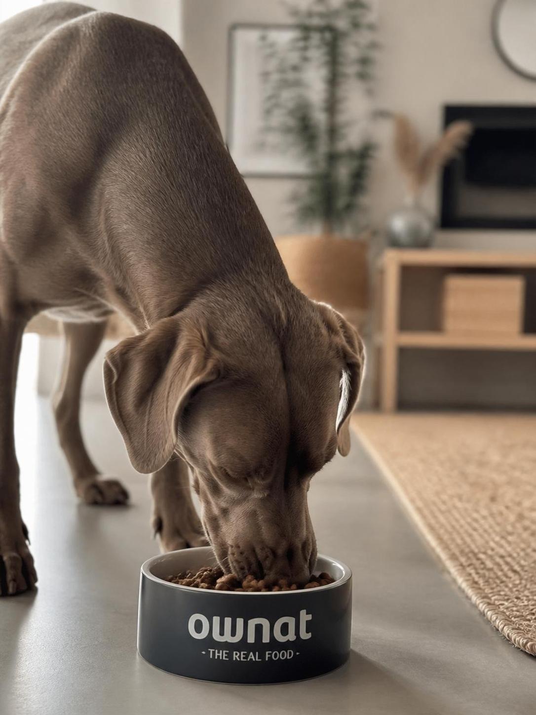 découvrez notre avis détaillé sur les croquettes ownat, avec une analyse complète de leur composition et de toute la gamme pour bien choisir l'alimentation de votre animal.