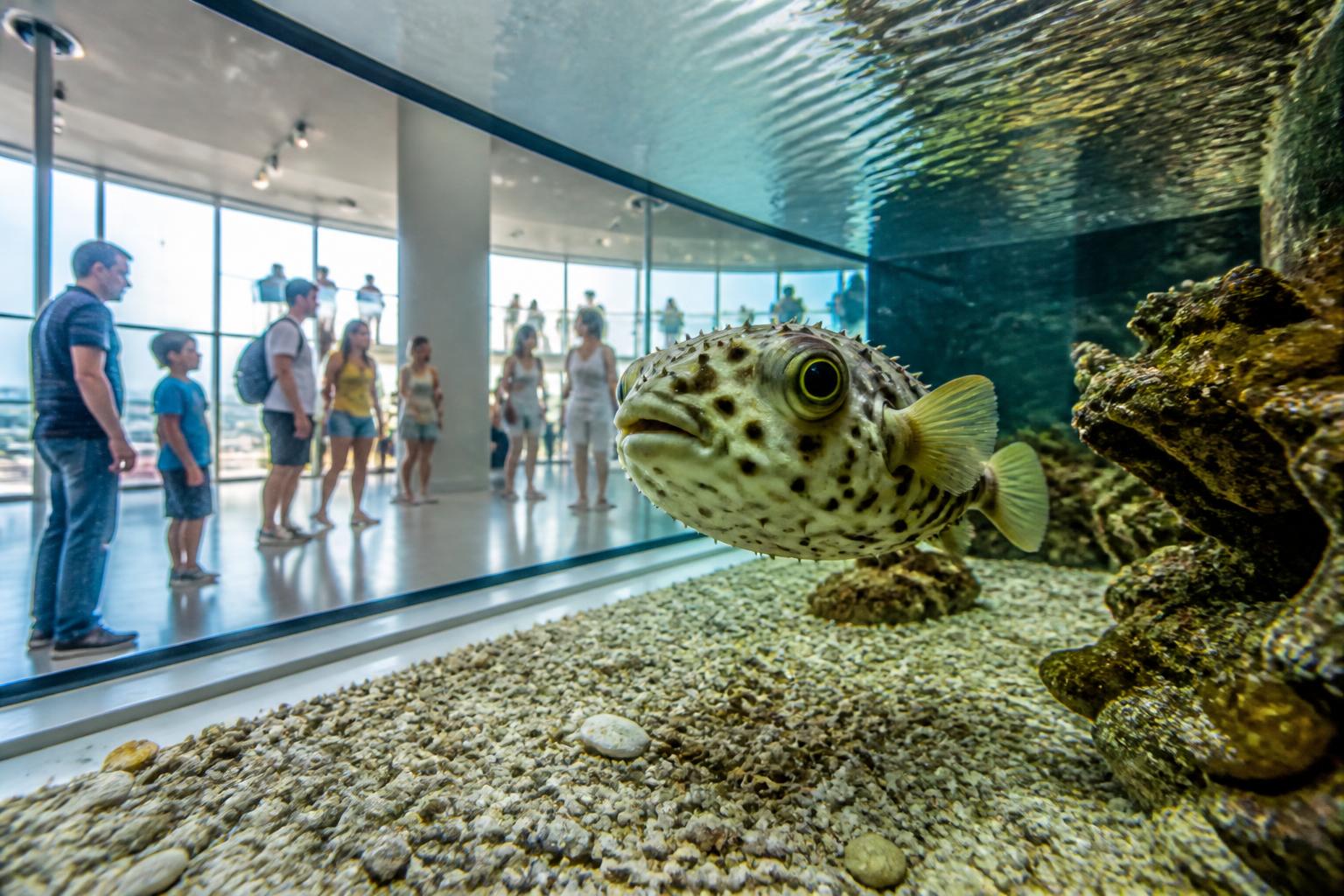 découvrez l'histoire fascinante du poisson globe jordi el niño, une anecdote devenue virale qui a conquis le web et captivé les passionnés de la mer.