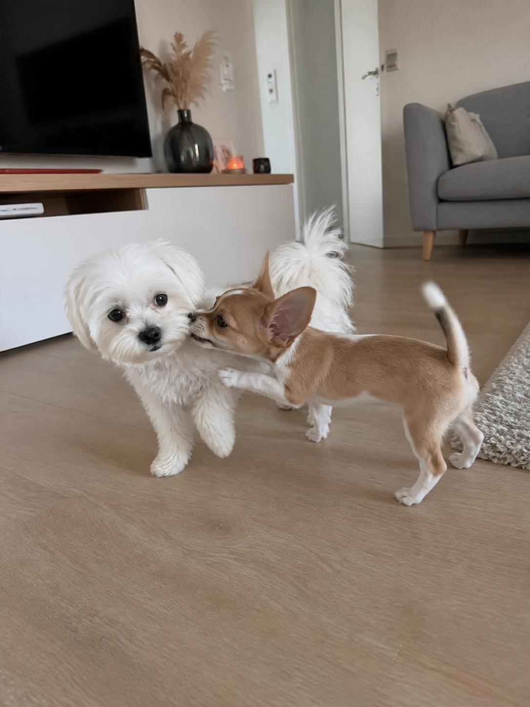 découvrez le top 20 des plus belles races de chiens petits à adopter en 2025, parfaites pour toutes les familles et les amateurs de compagnons de petite taille.