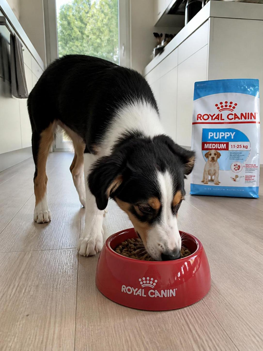 découvrez notre avis détaillé sur les croquettes royal canin puppy medium : analyse complète de leur composition, bénéfices pour la croissance de votre chiot et conseils d'utilisation pour assurer une alimentation équilibrée.