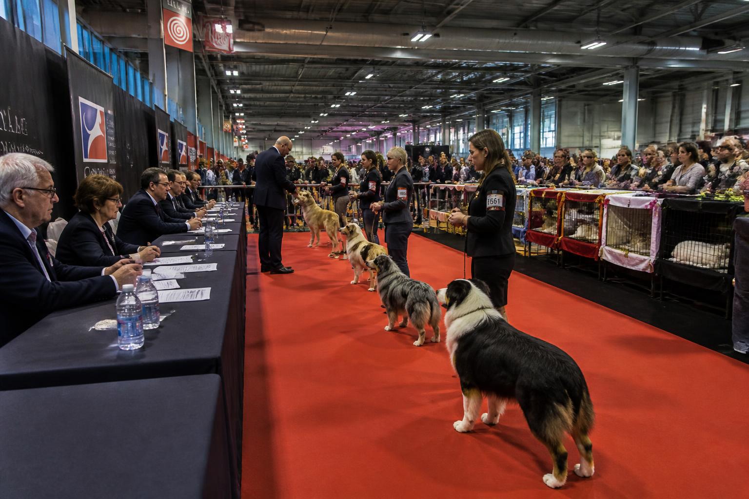 découvrez le calendrier complet du salon chien et chat 2025 en france, avec toutes les dates et événements à ne pas manquer pour les passionnés d'animaux.