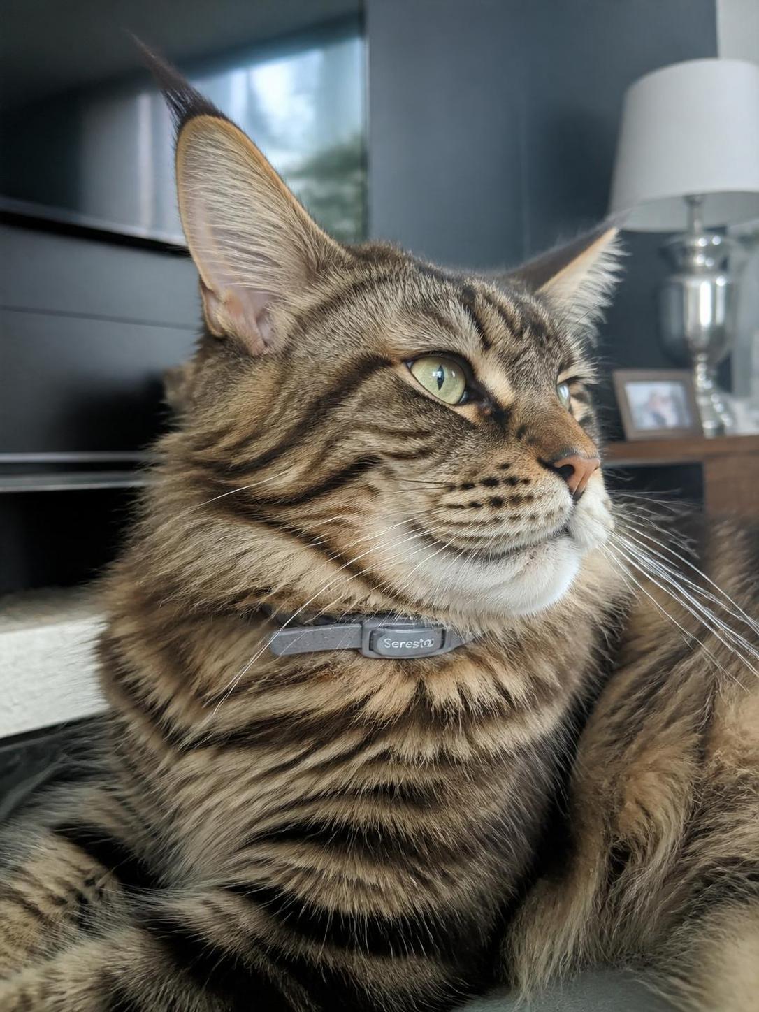 découvrez tout sur le collier antiparasitaire seresto pour chat : prix, durée d'action, efficacité et avis des utilisateurs pour protéger votre animal contre les puces et tiques.