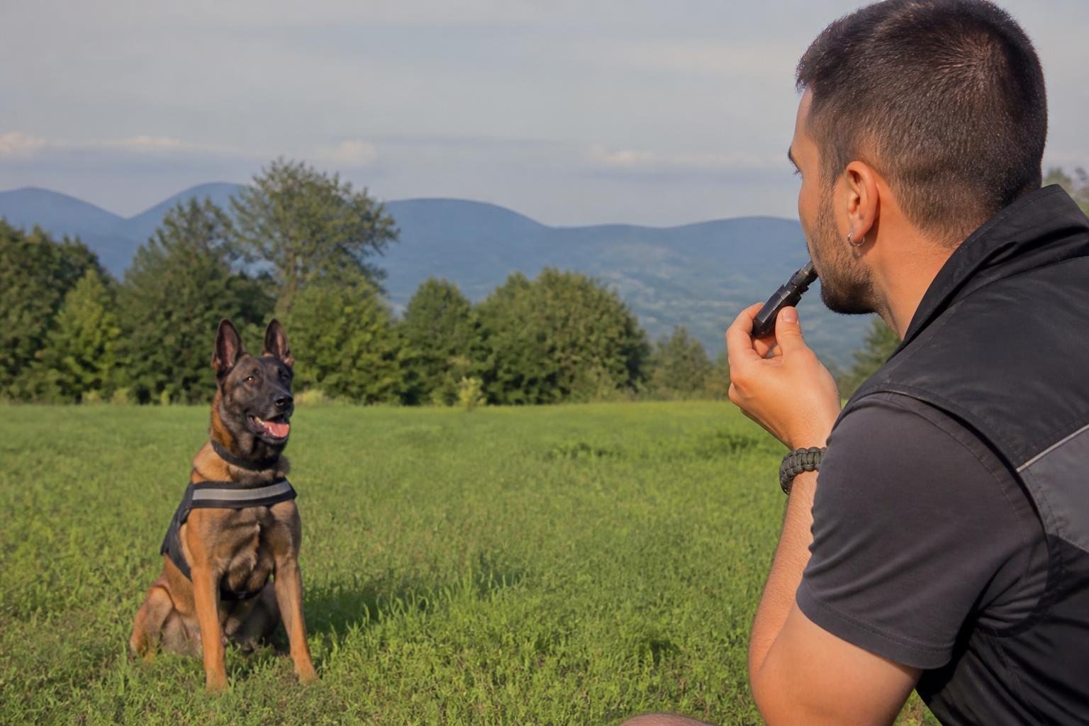 découvrez notre guide complet et comparatif des sifflets ultrason pour chien, leur utilité réelle et comment choisir le meilleur modèle pour l'entraînement de votre animal.