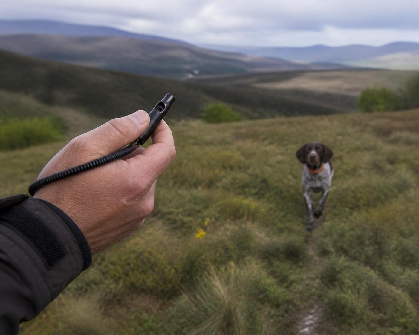 découvrez notre comparatif complet de sifflets ultrason pour chien, explorez leur utilité réelle et bénéficiez d'un guide d'achat détaillé pour choisir le modèle idéal.