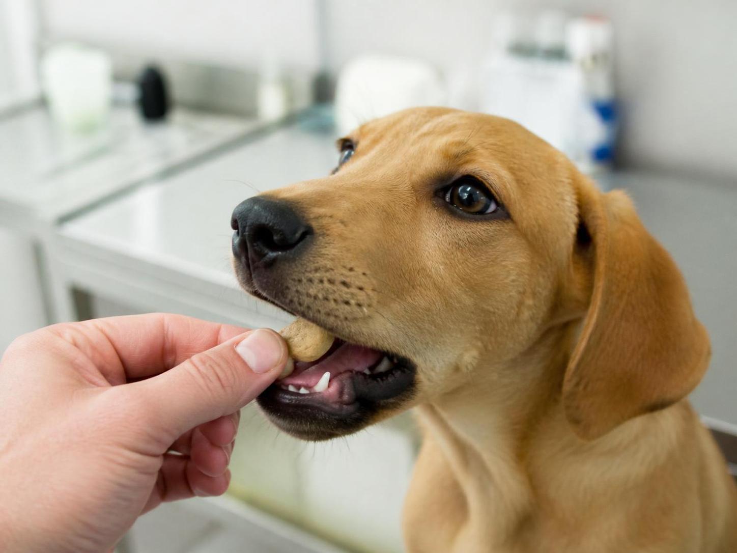 découvrez tout sur simparica pour chien : posologie recommandée, prix, durée d'action et avis d'utilisateurs sur cet antiparasitaire efficace contre puces et tiques.