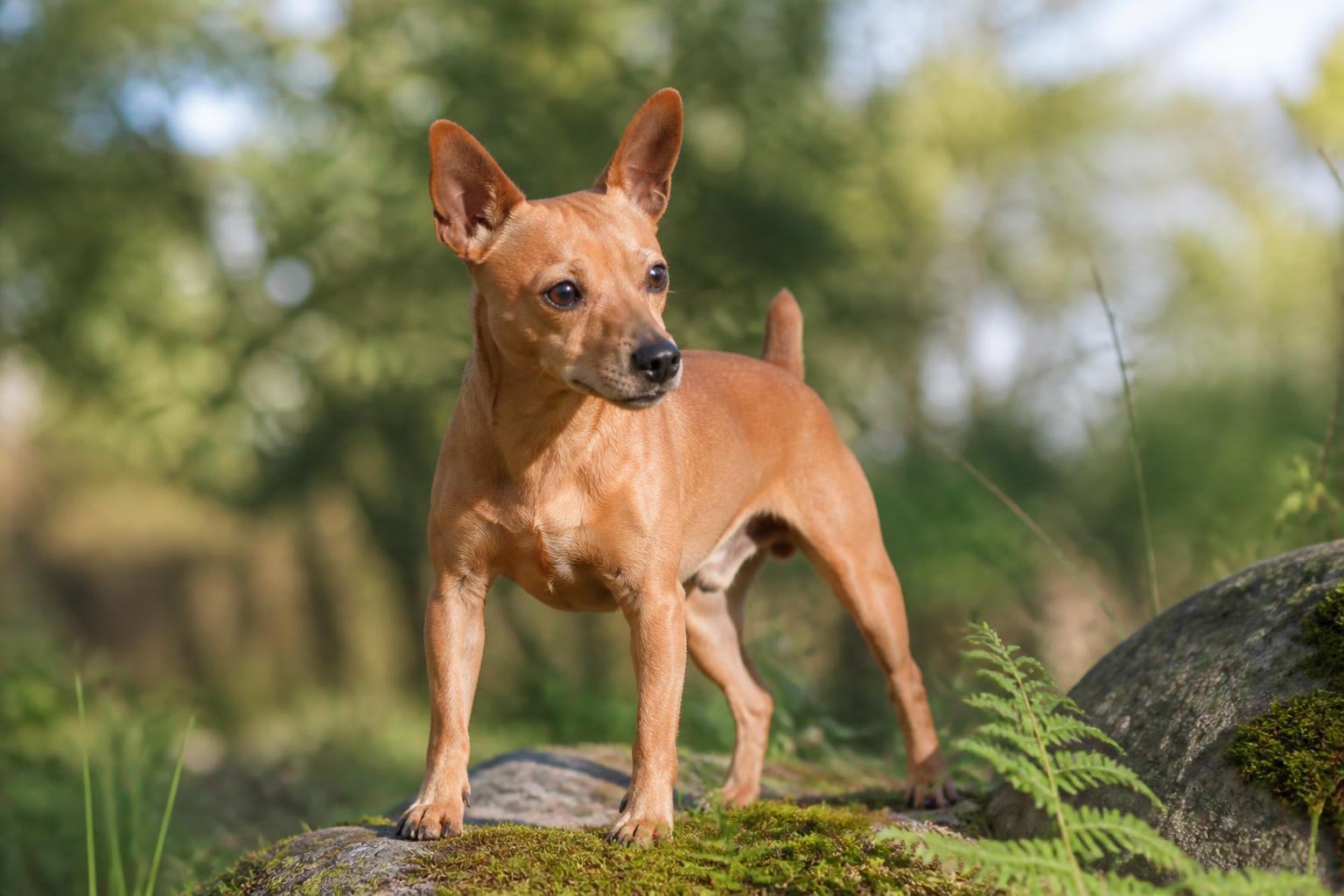 découvrez tout sur le terrier brésilien : son caractère unique, son prix, et des informations complètes pour mieux connaître cette race méconnue et attachante.