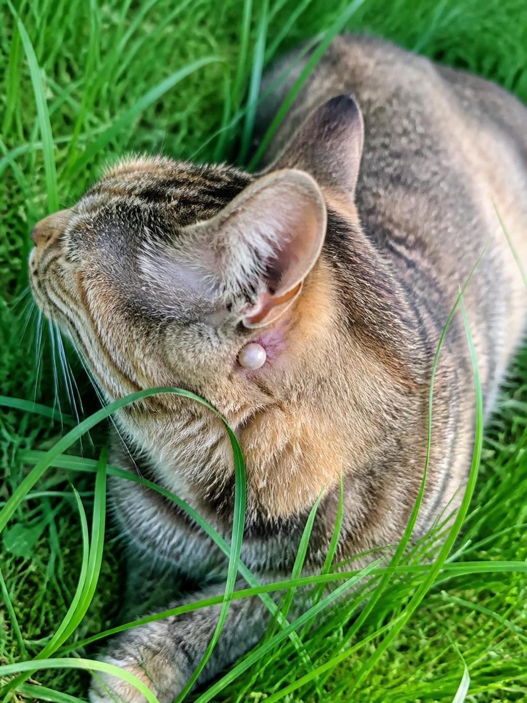 découvrez les causes des tiques blanches sur un chat, les dangers qu'elles représentent et les méthodes efficaces pour les retirer correctement afin de protéger la santé de votre animal.