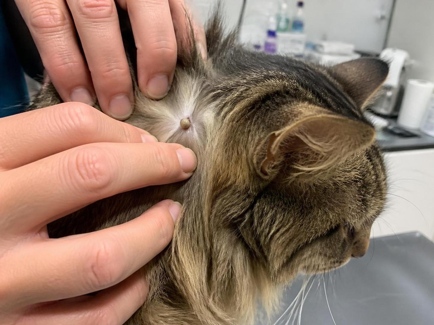 découvrez les causes des tiques blanches sur votre chat, les dangers qu'elles représentent et les méthodes efficaces pour les retirer en toute sécurité.