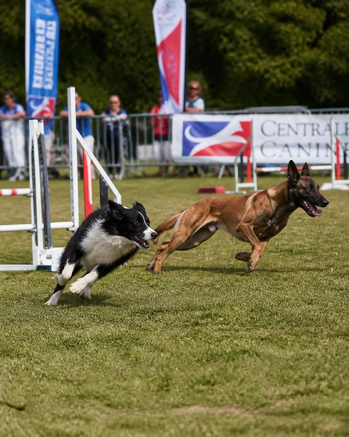 découvrez le classement officiel des 20 races de chiens les plus intelligentes, avec des descriptions détaillées pour chaque race canine.
