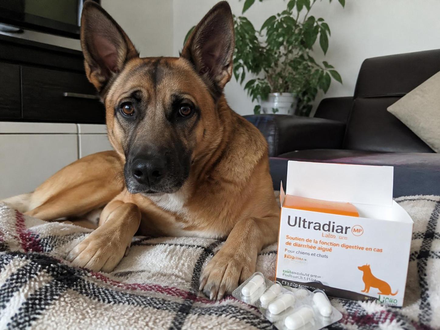 découvrez les indications, la posologie et les avis sur ultradiar chien, un antidiarrhéique vétérinaire efficace pour le traitement des troubles digestifs de votre compagnon à quatre pattes.