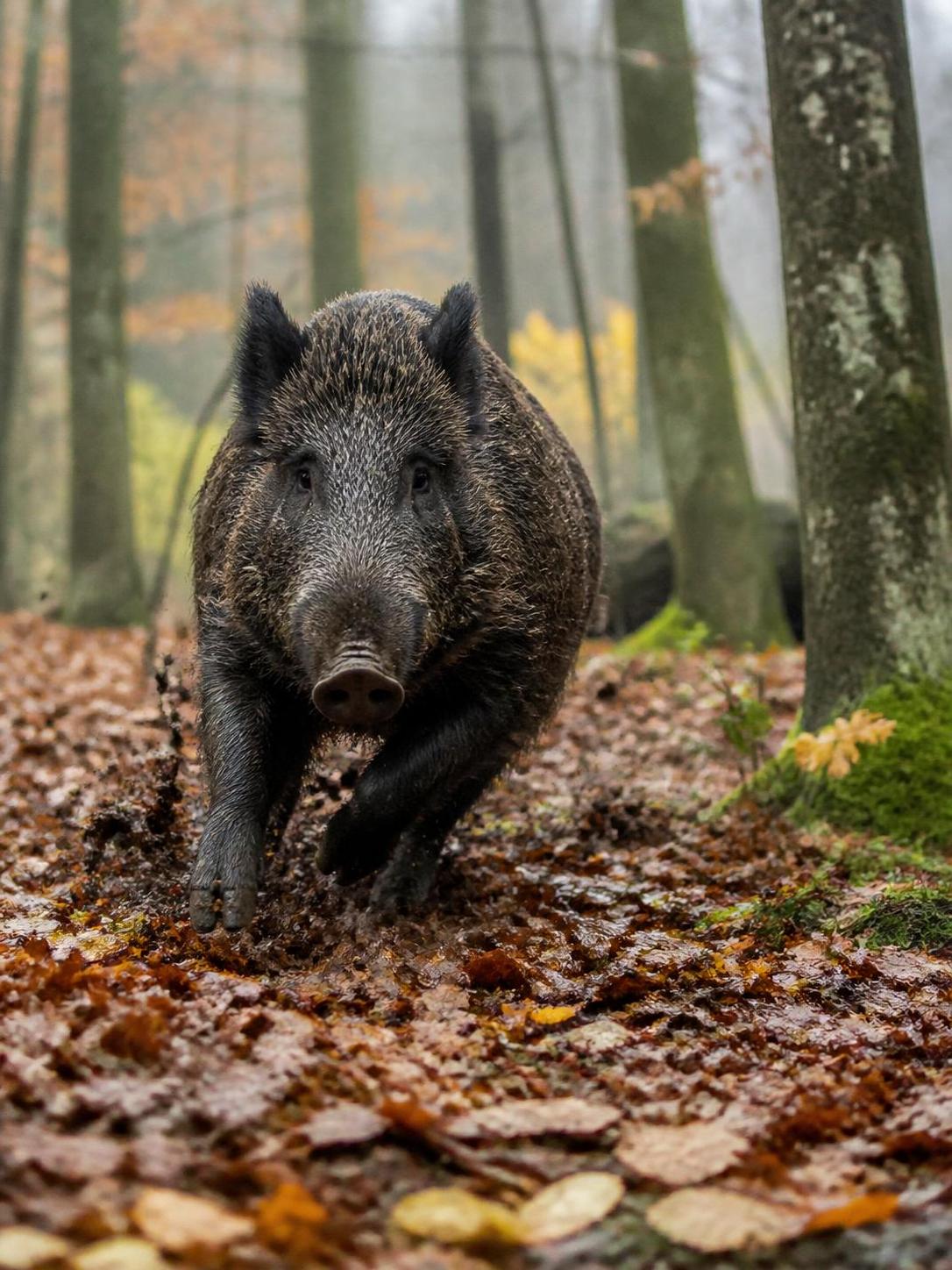découvrez à quelle vitesse court réellement le sanglier et les facteurs qui influencent son allure dans son milieu naturel.
