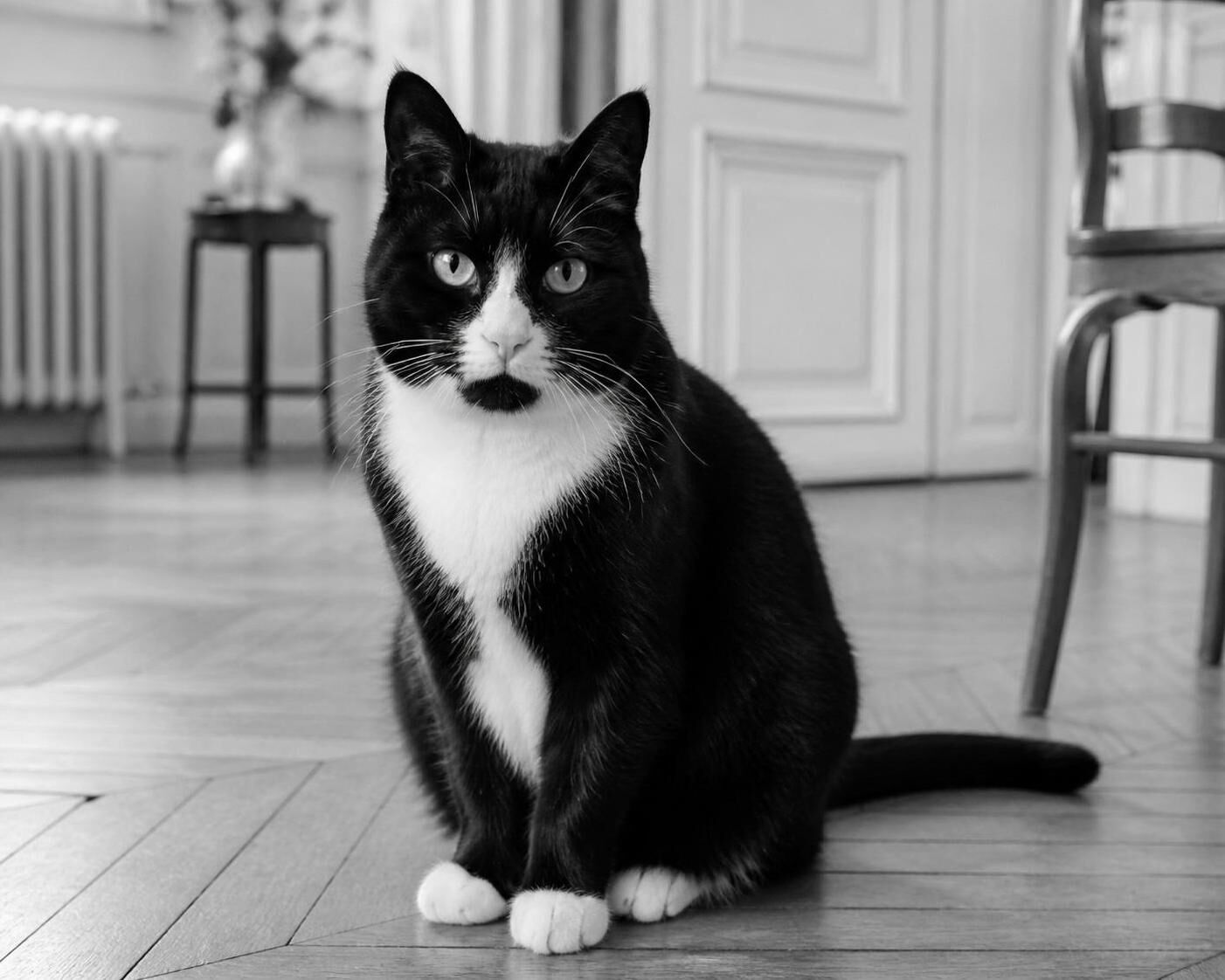 Découvrez les caractéristiques, les différentes races et le tempérament du chat noir et blanc pour mieux comprendre et apprécier ce compagnon unique.