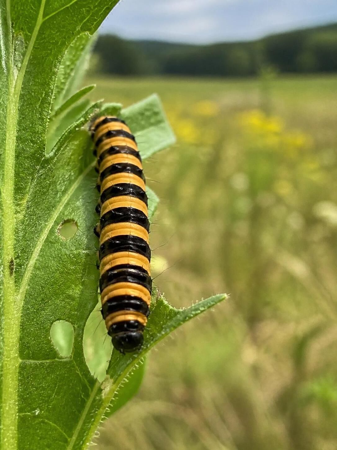 Découvrez comment identifier la chenille jaune et noire et apprenez à protéger vos animaux des risques liés à cette insecte nuisible.