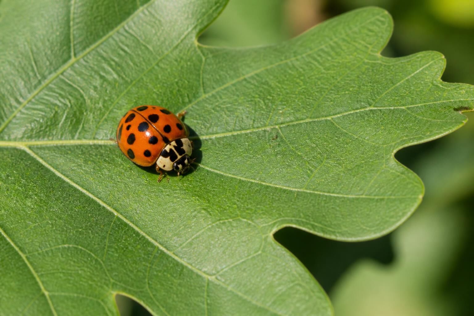 Découvrez la vérité sur la coccinelle venimeuse : mythe ou réalité ? Toutes les réponses pour tout savoir sur cet insecte intrigant.