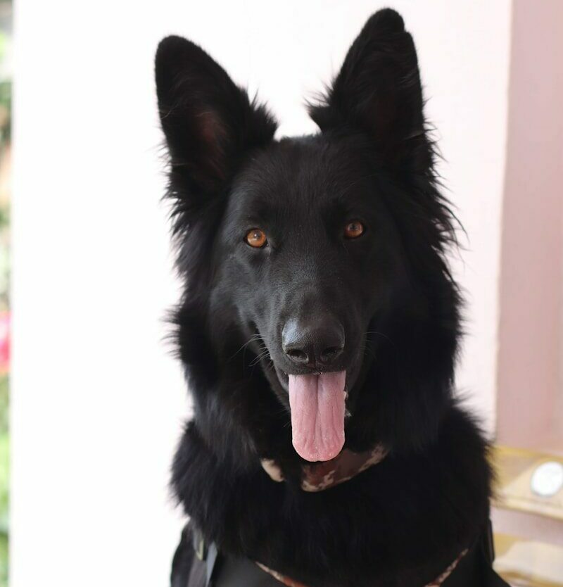 a large black dog sitting on top of a wooden bench