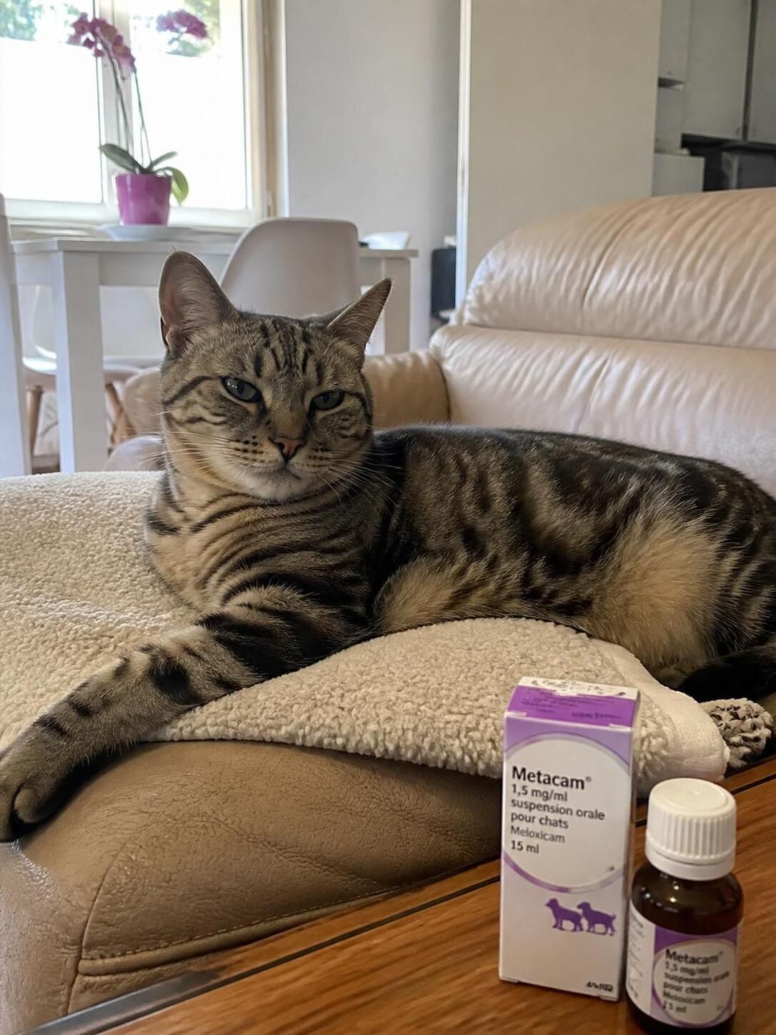 Découvrez comment administrer Metacam à votre chat pour traiter l'inflammation en toute sécurité, avec les posologies recommandées et les précautions à suivre.