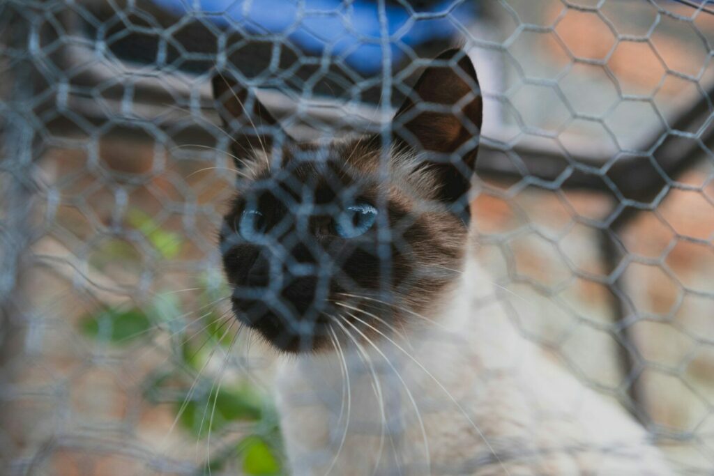 a close up of a cat behind a fence