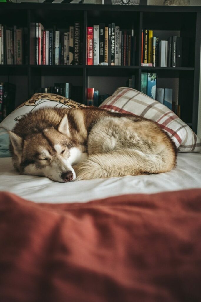 brown dog on bed