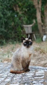 A siamese cat sitting on top of a stone slab