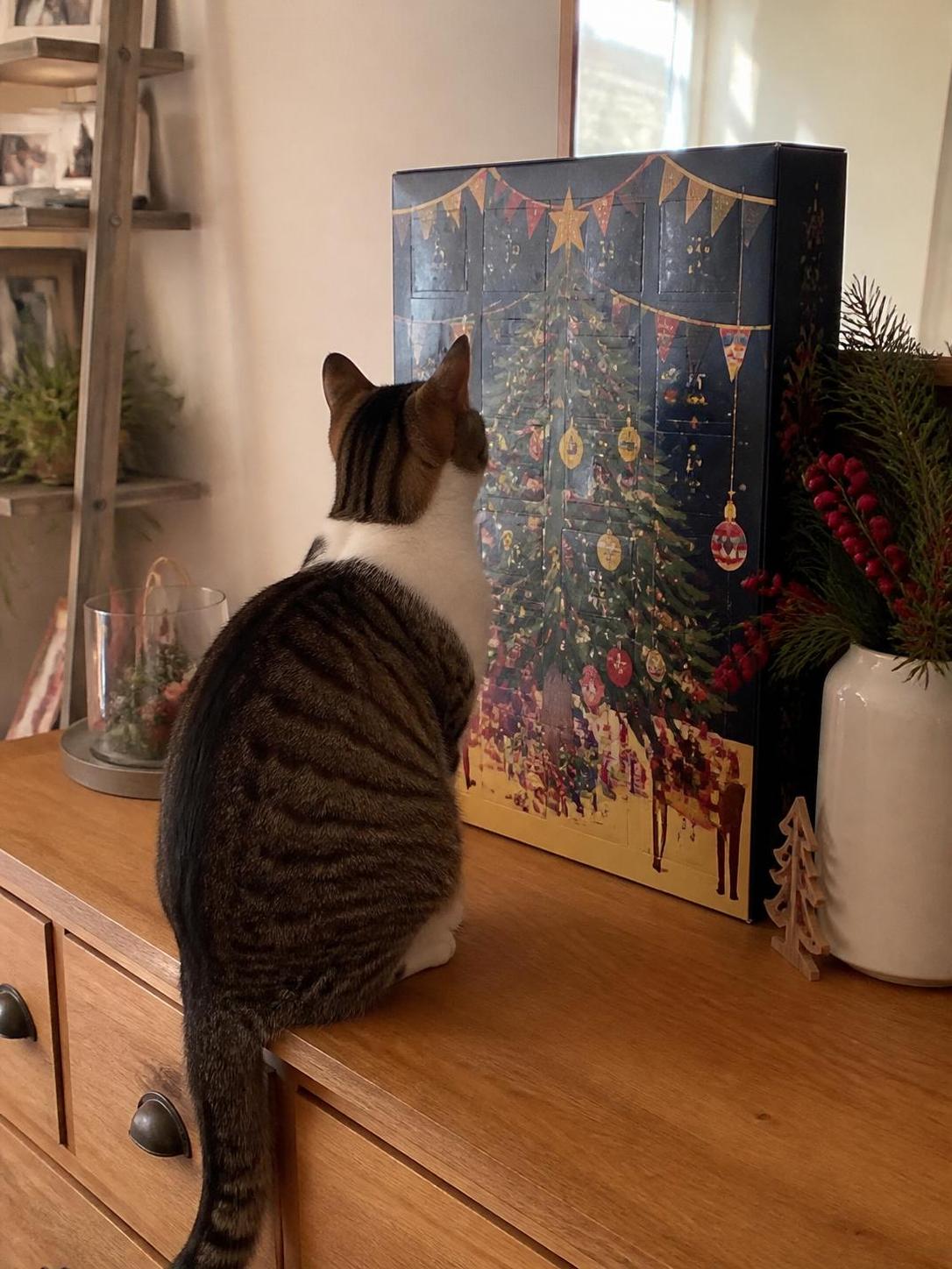 découvrez notre comparatif des meilleurs calendriers de l'avent pour chat à offrir en 2025, pour faire plaisir à votre compagnon félin durant les fêtes.