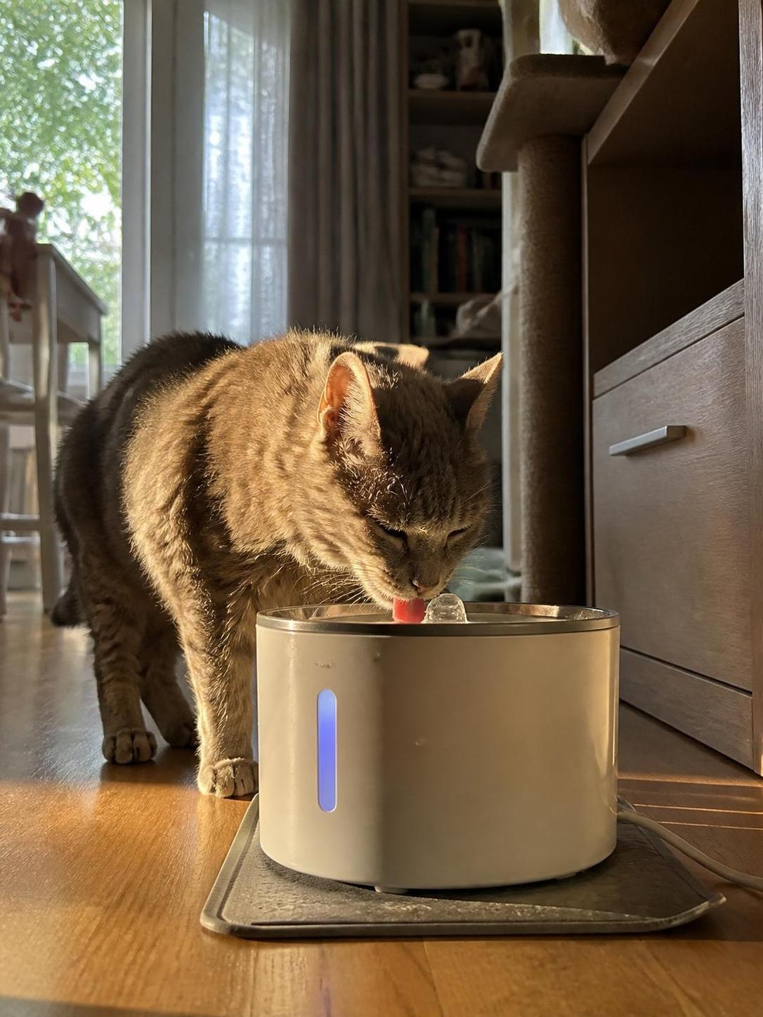 découvrez les symptômes de l'insuffisance rénale chez le chat, les traitements possibles et les conseils d'alimentation adaptés pour améliorer sa santé et son bien-être.