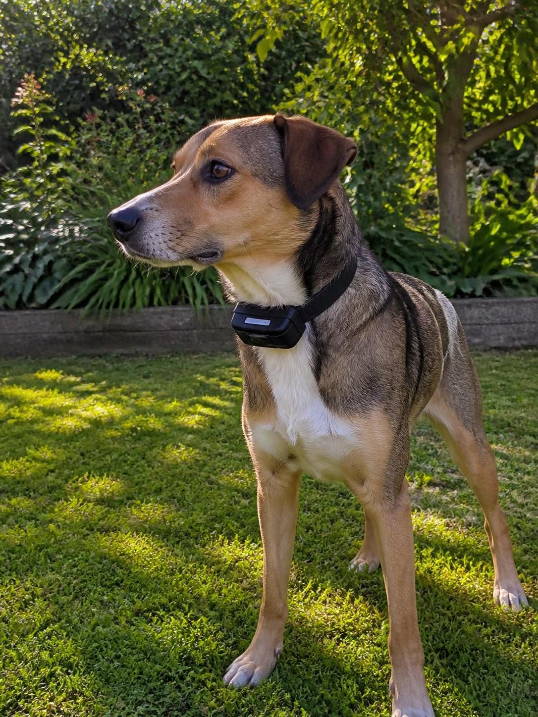 découvrez notre analyse complète du collier anti aboiement électrique : tests, risques pour les animaux et alternatives plus respectueuses pour un dressage éthique.