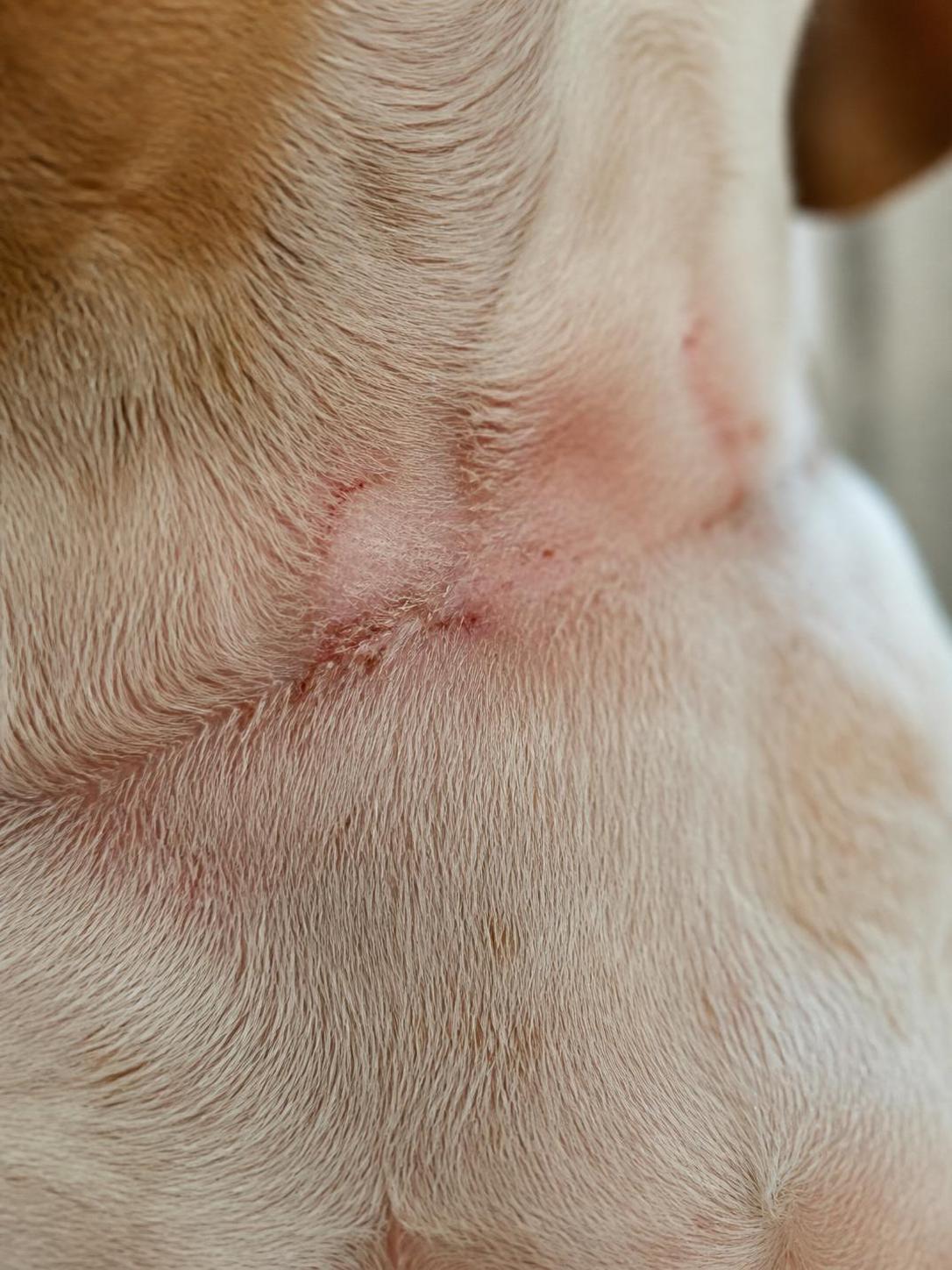 découvrez notre test complet du collier anti aboiement électrique, les risques associés et des alternatives plus respectueuses pour le bien-être de votre chien.