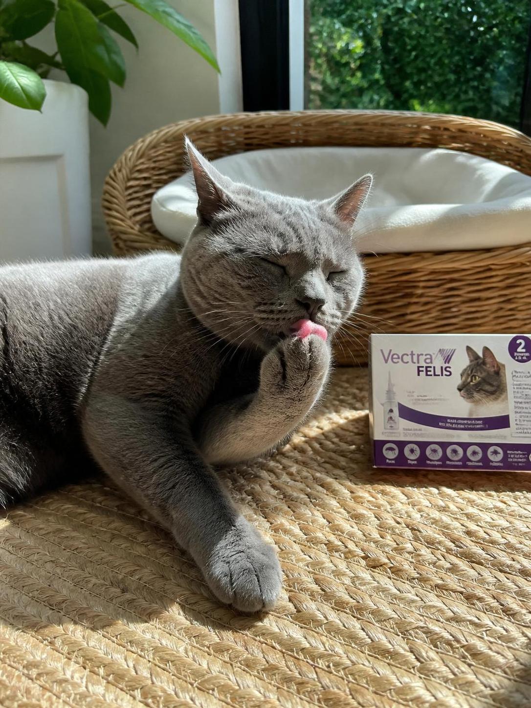 découvrez la posologie, le prix et les avis sur vectra felis, un antiparasitaire externe efficace pour protéger votre chat contre les puces et tiques.