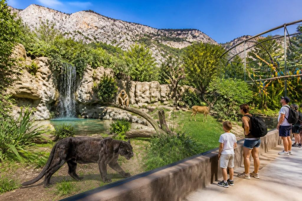 plongez dans une aventure unique au zoo du mont faron et découvrez ses animaux fascinants dans un cadre naturel exceptionnel.